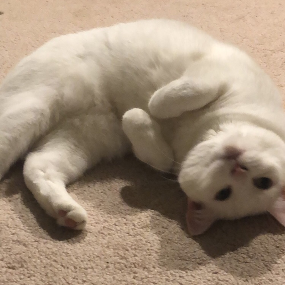 Meet your Posher, Alainanna